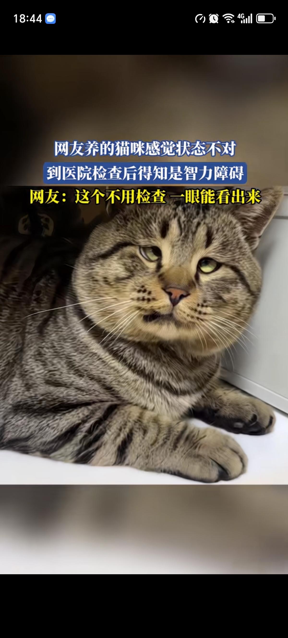 一个网友看着自家的猫咪，总感觉不太对劲的样子，就带着猫去看医生了，没想到自家猫竟