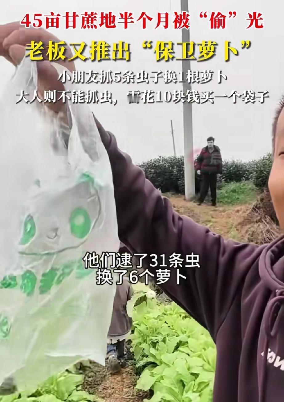 这生意经绝了！四川，童老板，硬是把种地的难题玩成了爆款生意。他先是搞了个“偷甘蔗