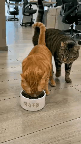 大橘正在闷头干饭，狸花猫慢悠悠的走过来也想吃。大橘头也不抬，伸爪把狸花猫的头推开