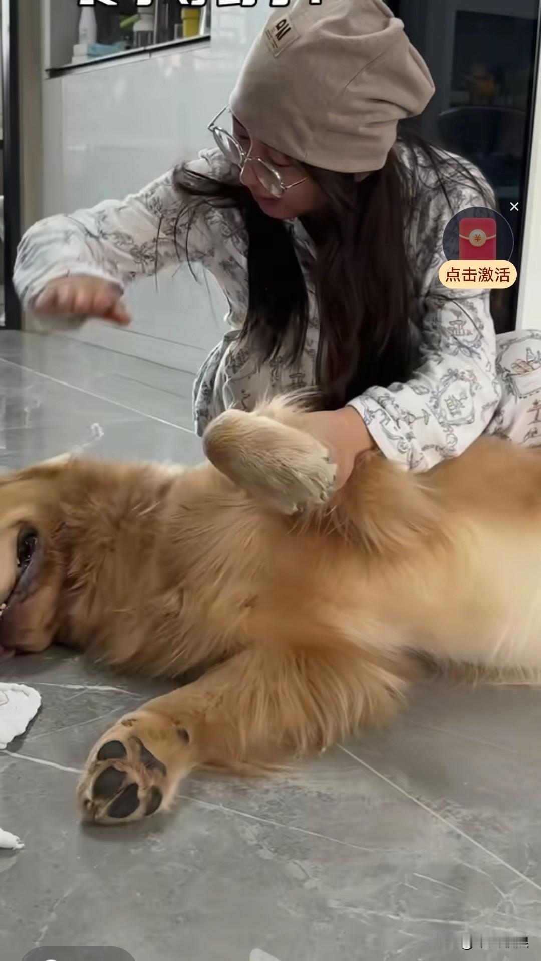 金毛会故意犯点儿错，好让妈妈打自己。它最爱妈妈打自己了，妈妈打它就像在身上挠痒痒