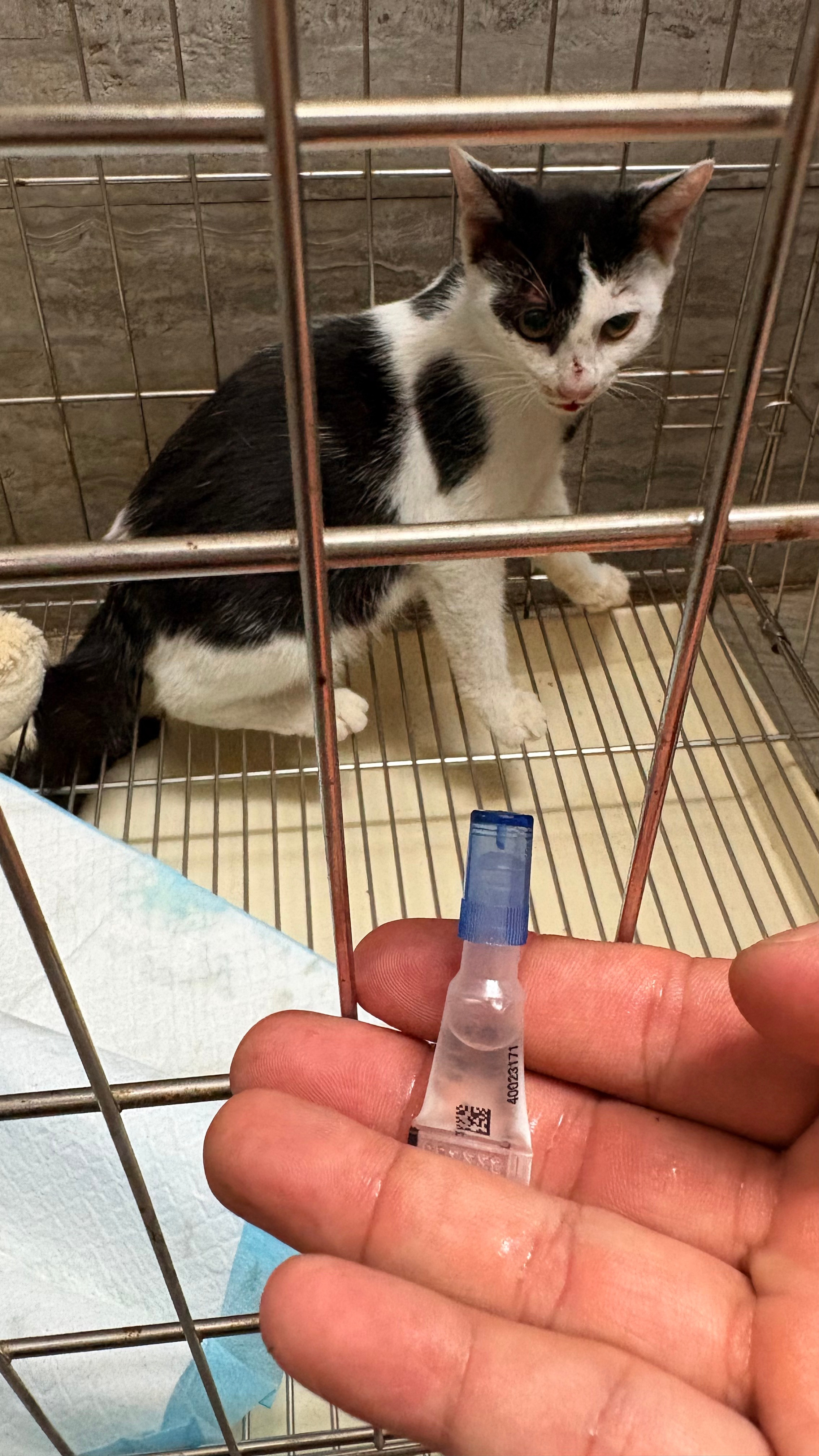 小奶牛猫，瘦瘦小小的，吓坏了。[哭哭]猫咪流浪猫​​​