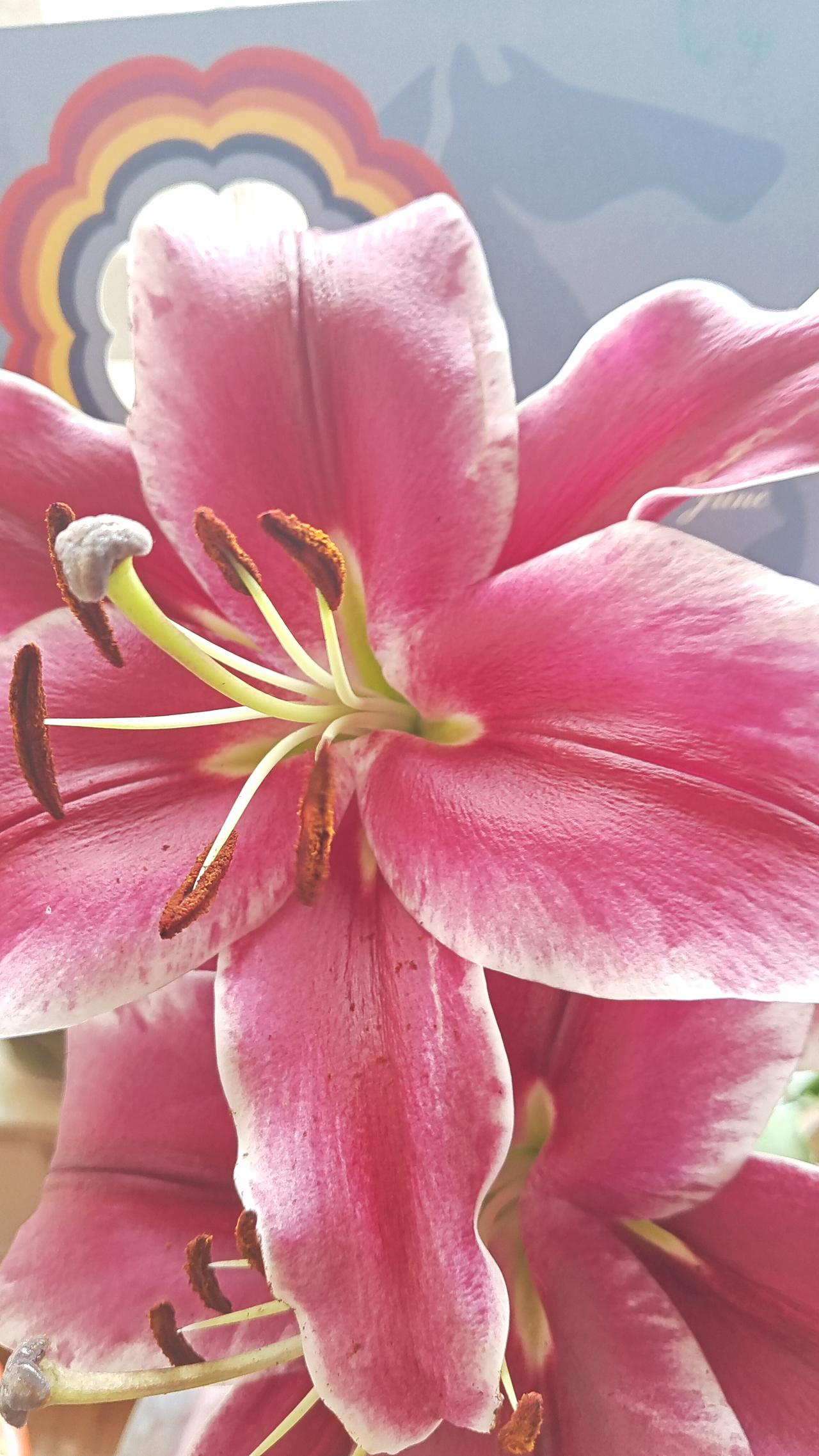 粉嫩欲滴的百合花，清新自然，美不胜收！🌸💕寓意深远，香浓扑鼻，它宛如一位优雅