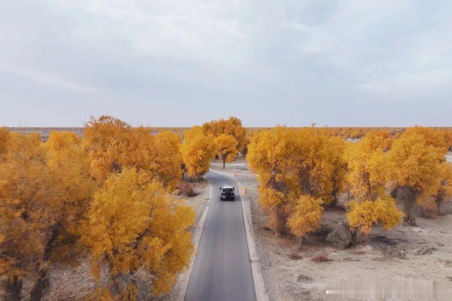 大漠与碧水相映，苍劲胡杨点缀其间。阿瓦提县的胡杨林正慢慢换上金装，绘就一幅独属于秋日的画卷。（来源|