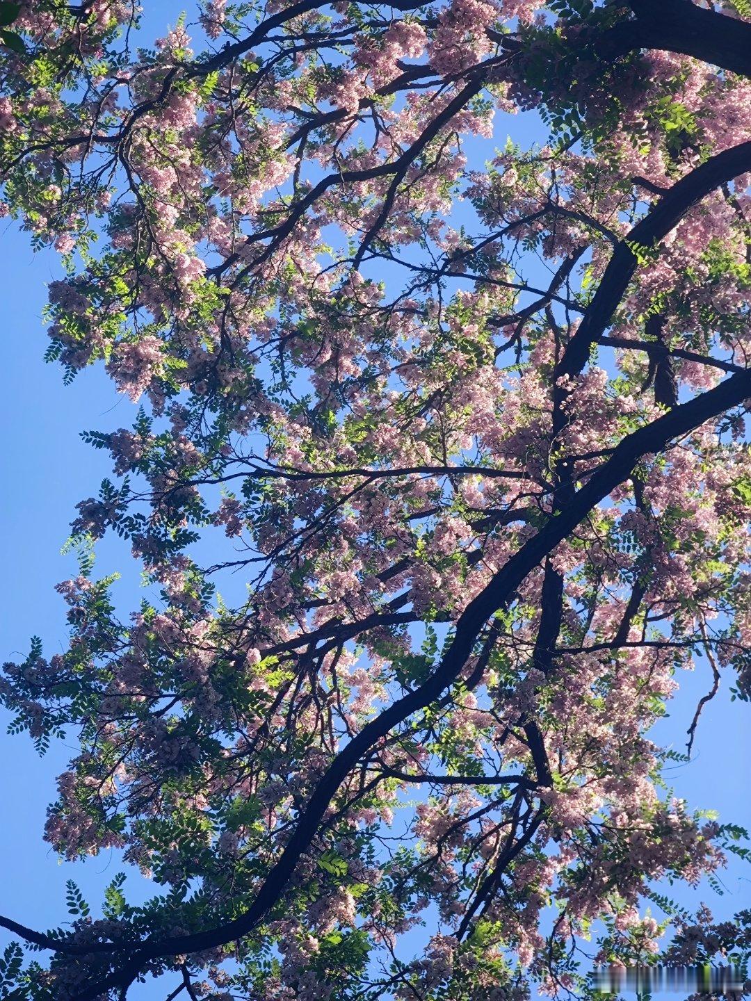 紫竹院公园粉色槐花摄影