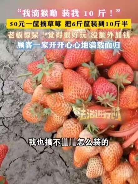 安徽临泉，一女子带着孩子们去摘草莓，老板说50元一篮子，万万没想到，女子竟在篮子