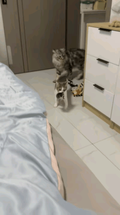 太暖了！主人一喊睡觉，猫妈妈立刻叼娃冲被窝，全网最负责任猫妈🔥网友家这只