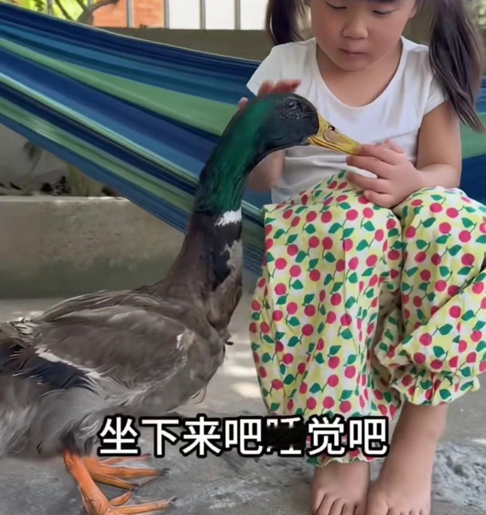 万物皆有灵。安徽，一女孩和家人去年在路边捡回一只被遗弃的小鸭子，当时小鸭的小鸭奄