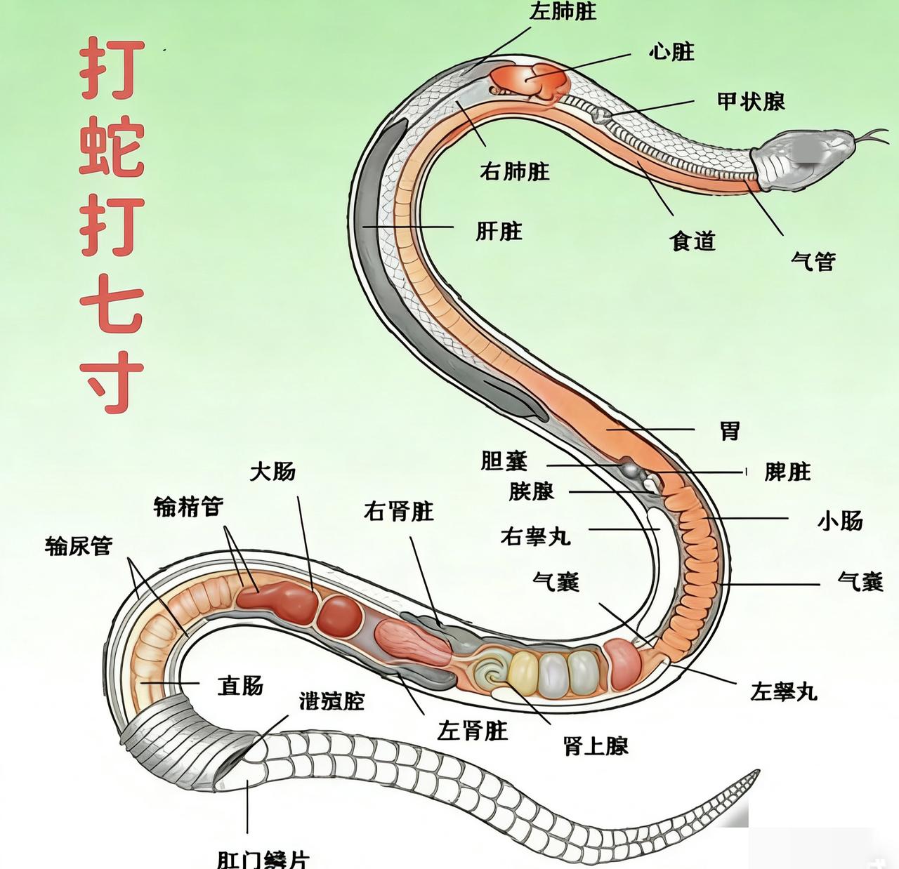 打蛇不打头！很多人不知道，野外遇到蛇时千万别打它的头，这样反而可能让自己陷入危险
