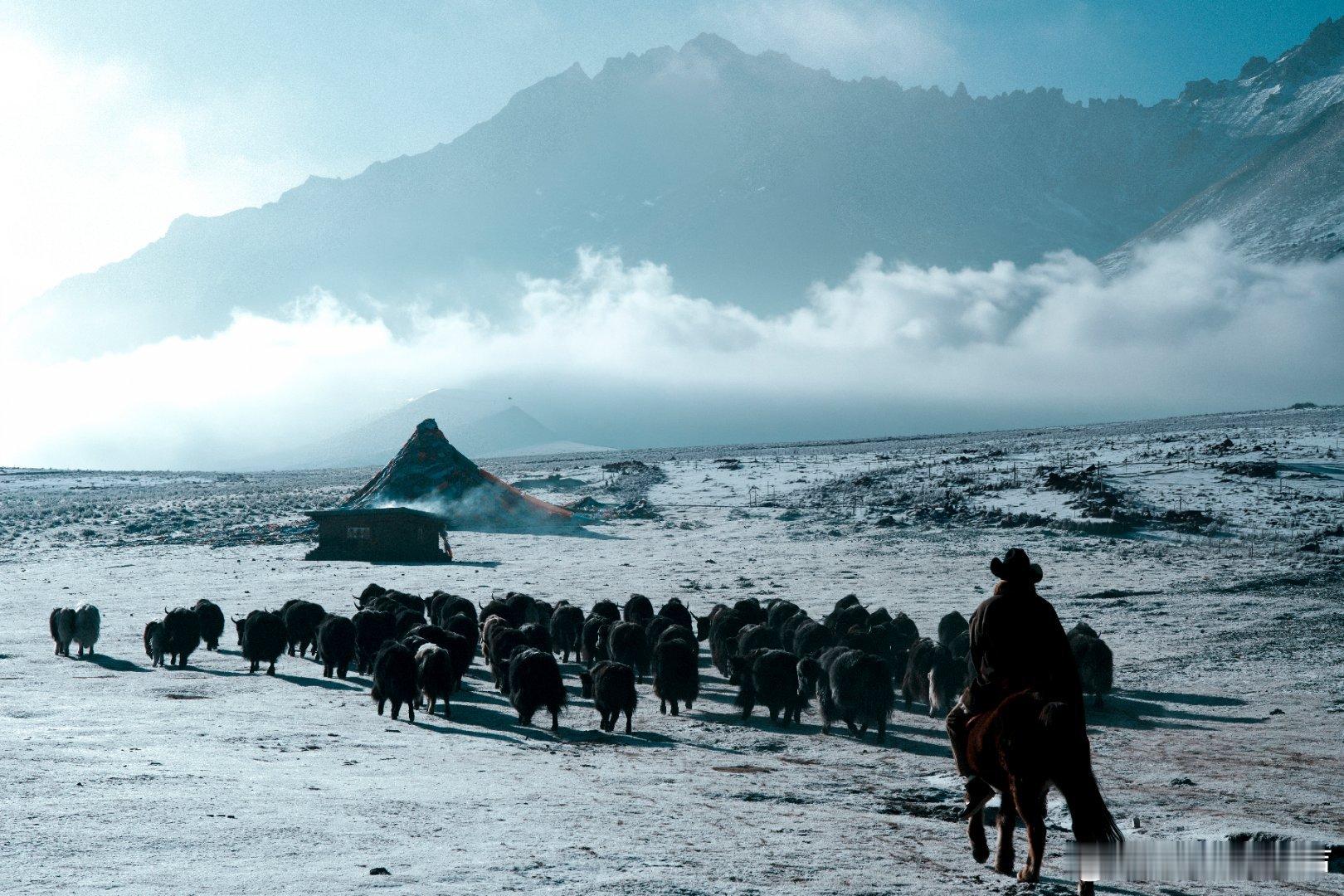 金巴过年回草原放牧金巴回草原放牧的样子，才是真正的自由和生命力啊！这才是最真实