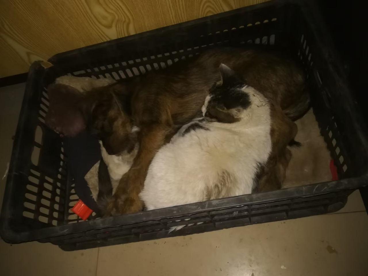 猫咪要和我断亲吗？家里小花猫两个多月没回来了，估摸着是在外边安家了。这猫本