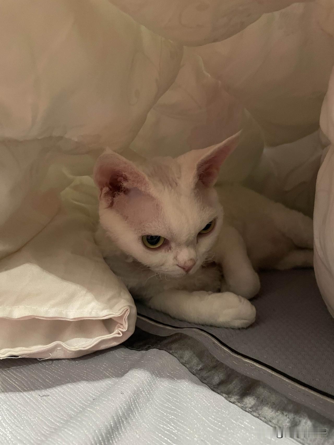 晚上吃饱饭要睡觉的小猫咪是下面这样的，还要找一个光线暗的地方，才睡得舒服。