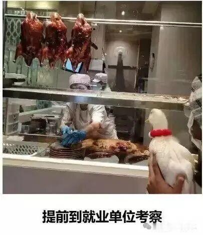 它们看起来都挺熟的鸭