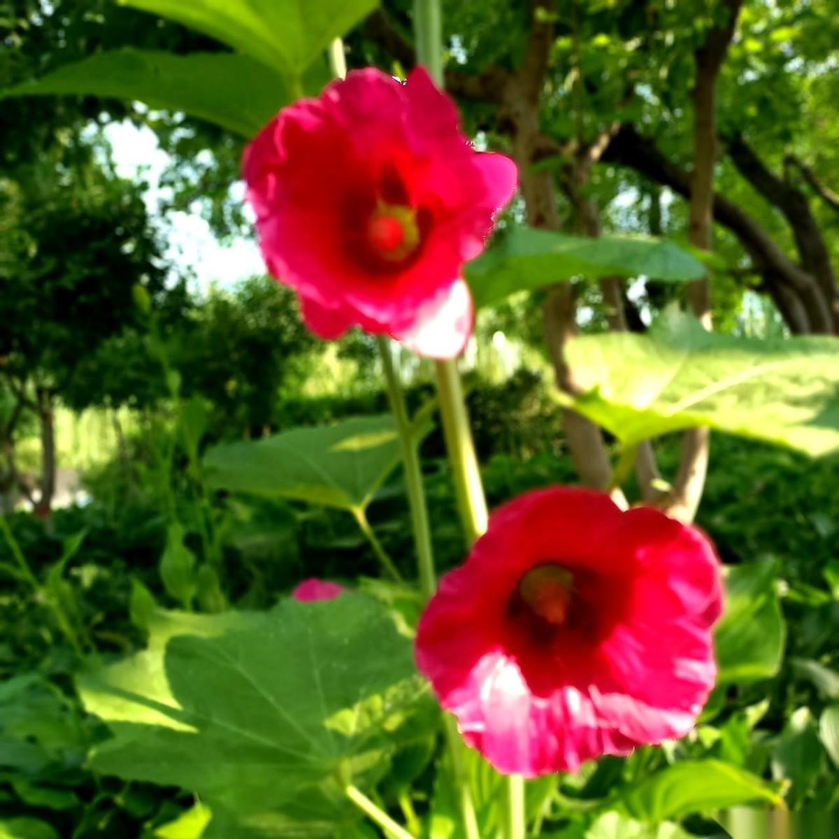 我老公现在有个习惯。每天早上，不是把早饭端到我面前，而是先把一把药和一杯温水，