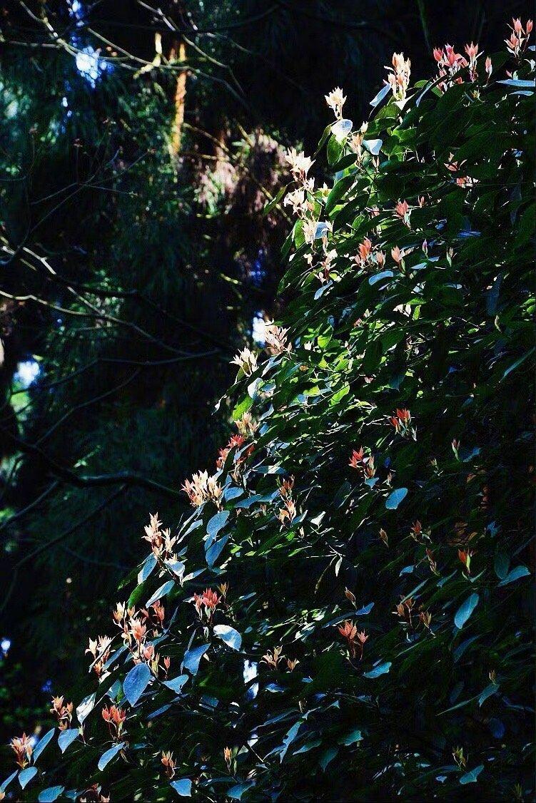 无法沉醉于大自然之美的人，又如何能醉于生活之美呢。———《半山文集》