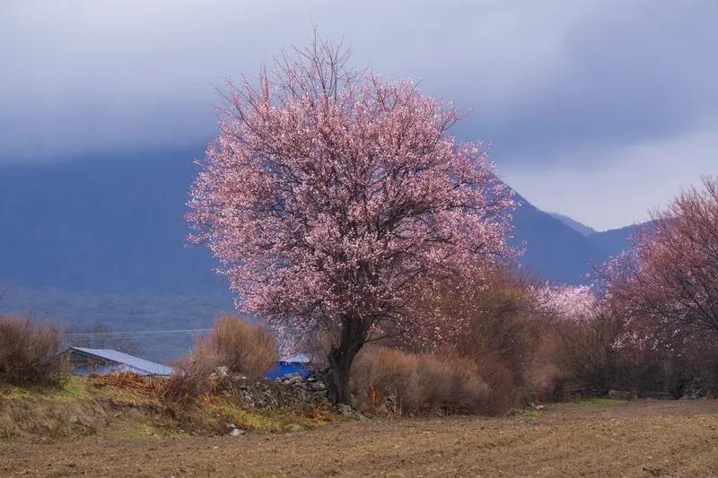 就说春游，三月一到，全网抢林芝桃花、鼋头渚樱花门票，“赏花游”搜索热度环比暴涨3