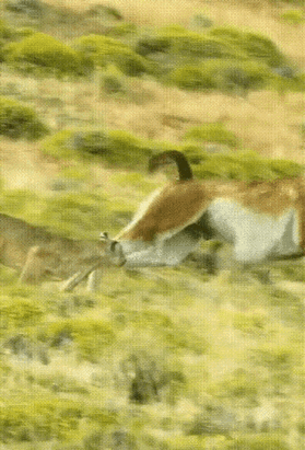 羊：好看吗？我用命换的。