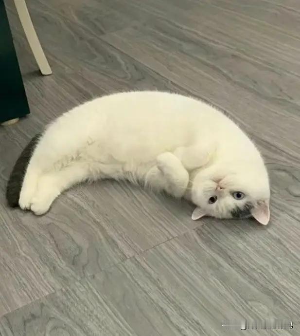 猫猫完美展示“卧似一张弓🏹”​​​