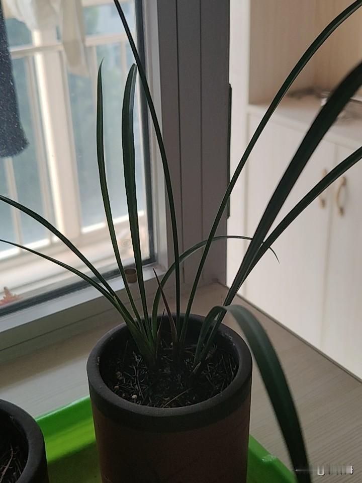 不论兰花的品种，就凭这兰花的长势和状态，看着也算养的还行是吧？请不惜言辞的夸夸我