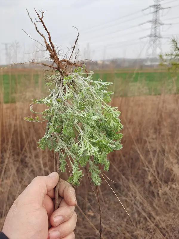 茵陈功效（中医+日常作用）一、中医核心功效1. 清利湿热主打肝胆湿