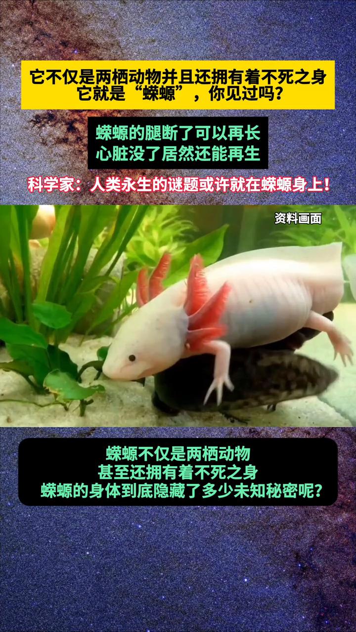 它不仅是两栖动物并且还拥有着不死之身，它就是"蝾螈"，你见过吗？蝾螈的腿断了可