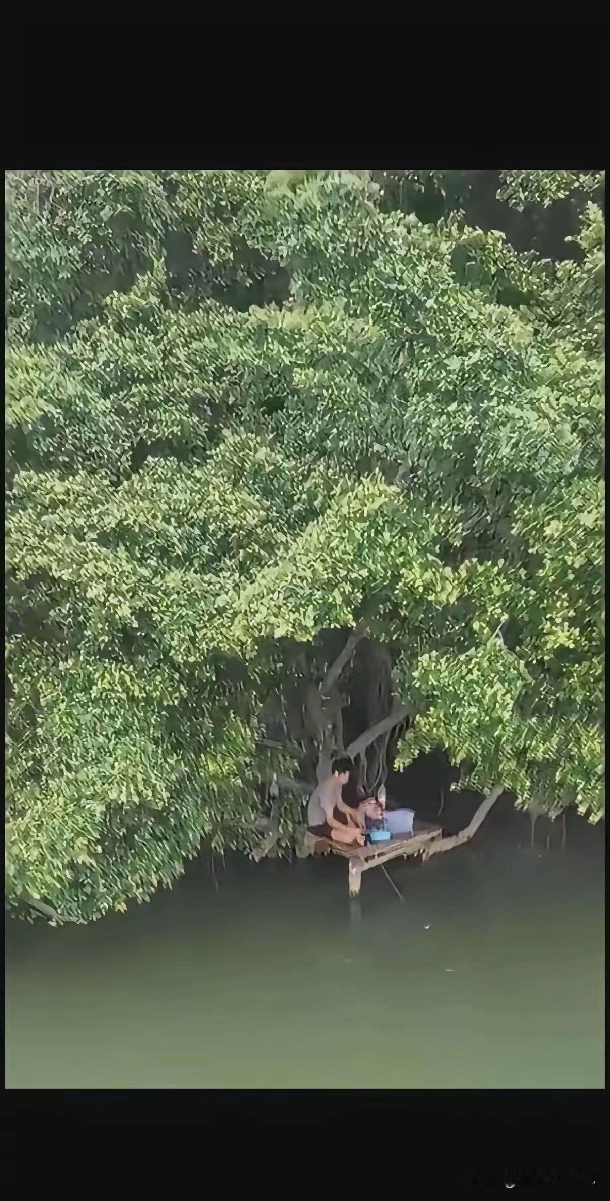 有没有懂钓鱼的朋友，鱼上钩后大树会不会影响拉杆？