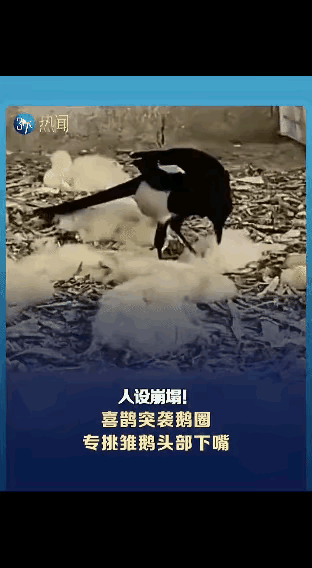 “什么仇什么怨，竟然屠人家满门？”辽宁养殖户看完监控视频不敢相信自己的眼睛，原来