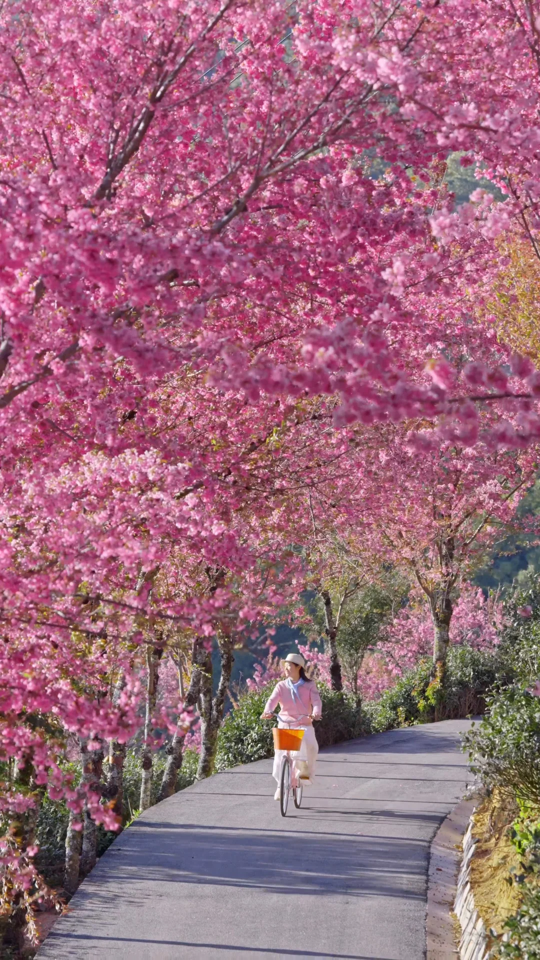 12.20号live图，大理的冬樱诚不欺我