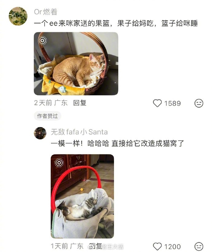 猫咪不会嫌弃任何猫窝