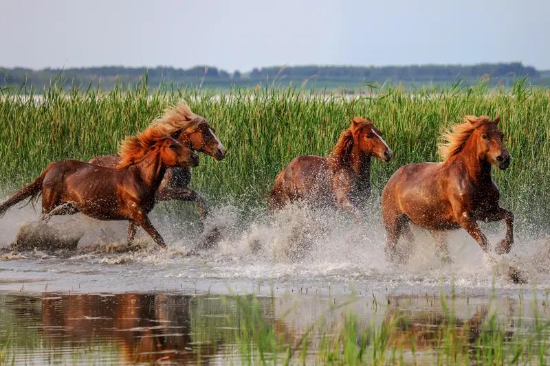 中国的马肉都去哪了？在中国的菜市场里，猪牛羊肉常年占据主流摊位，驴肉、兔肉等也能