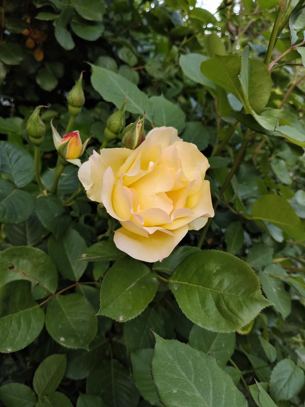 这两天有点儿点背，一天早上烧水的时候，水壶突然坏了，指示灯也亮，就是不加热。