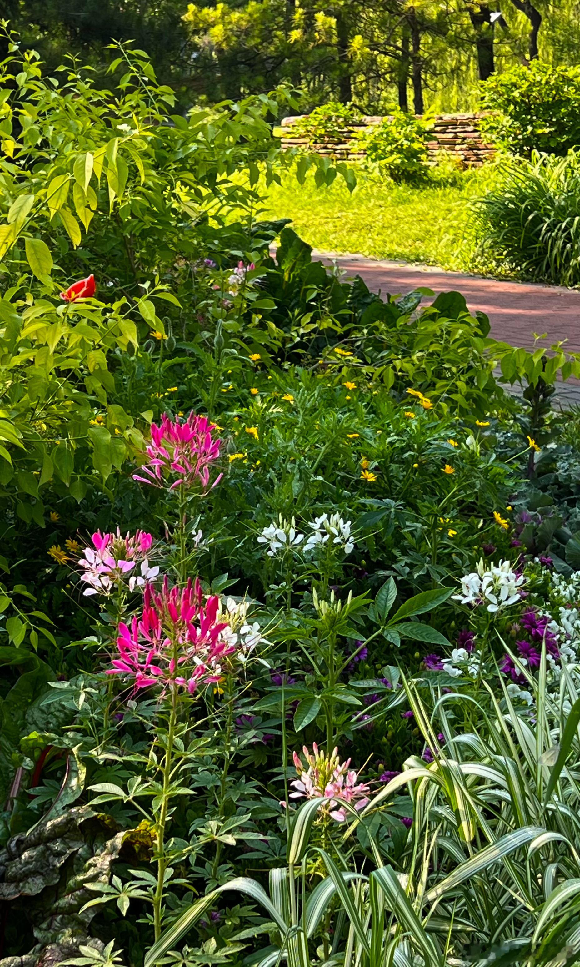 北京海淀公园醉蝶花开摄影​​​