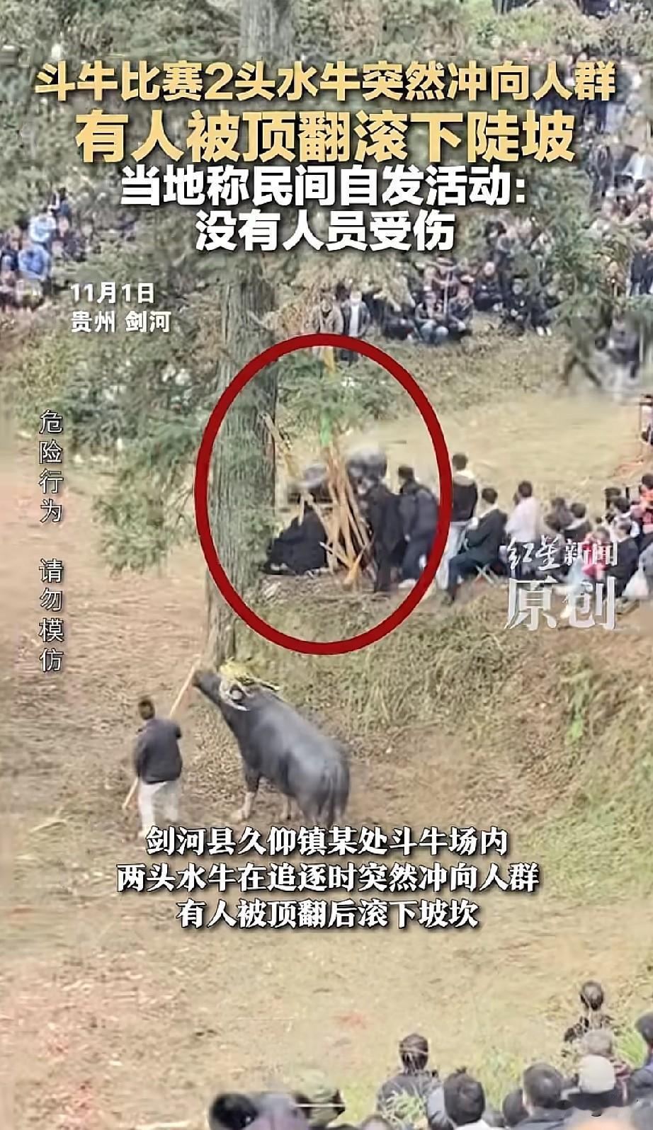 2025年11月1日，贵州剑河县久仰镇斗牛场，两头水牛追逐时突然冲向人群，有人被
