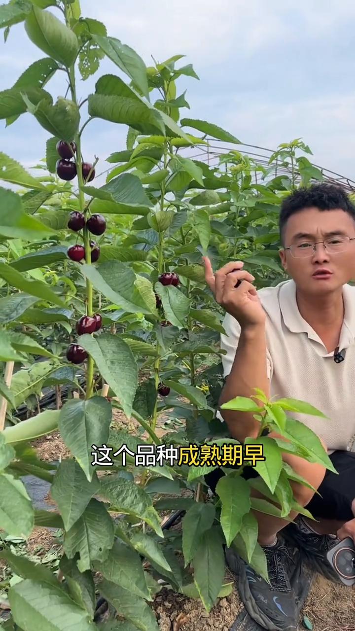 鲁樱4-8樱桃苗真实揭秘品种优缺点。今年砍掉红灯，砍掉早大果，更换樱桃的种植户