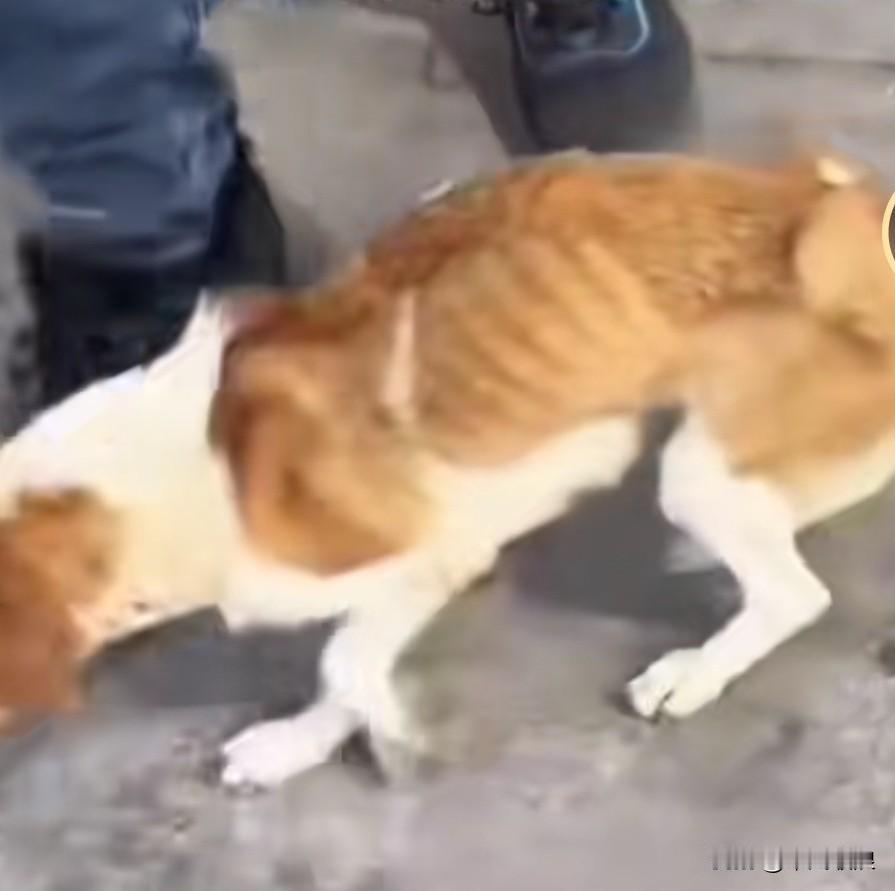 一只瘦骨嶙峋的流浪狗饿得脚步踉跄，到摊店讨食，却被老板像踢皮球一样踢了出去。此时