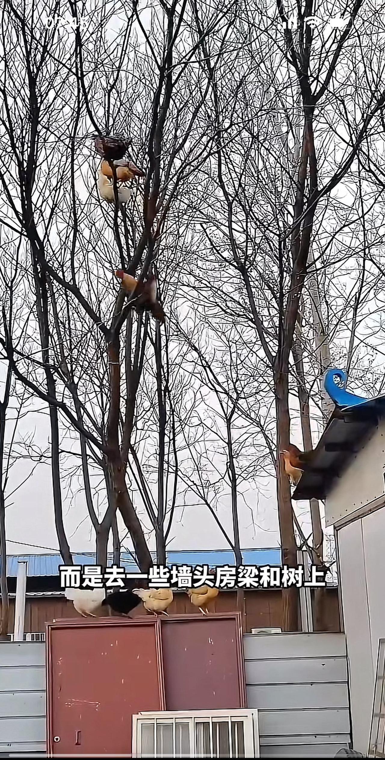 鸡在树上睡觉，这是真的吗？董宇辉在直播间里说这句话的时候，又招来很多人质疑