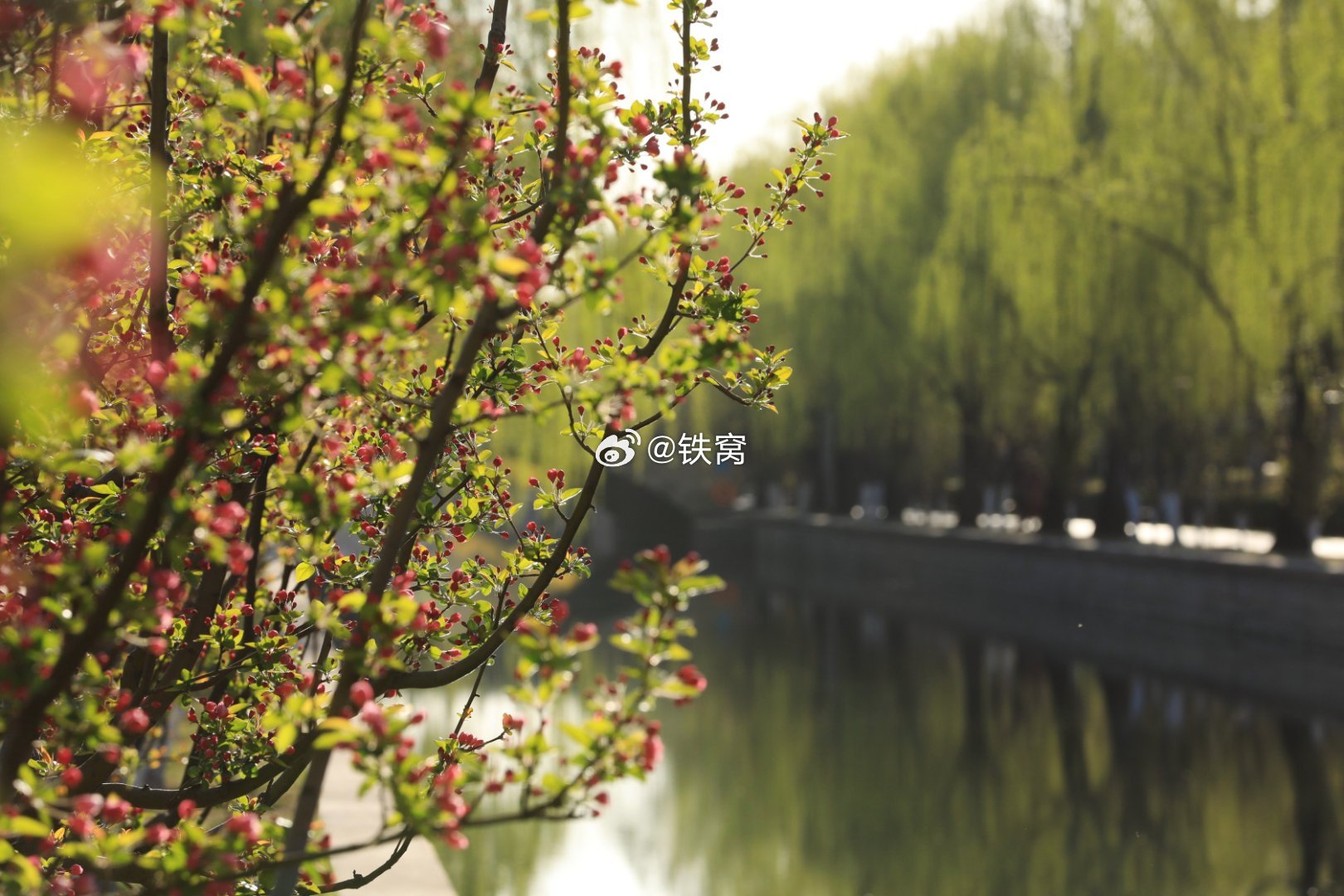 北土城元大都遗址公园海棠花溪摄影​​​