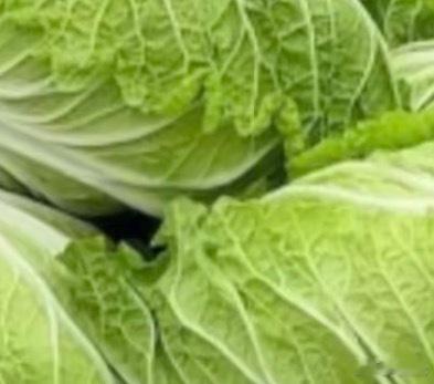 白菜的种植方法一、选种与选地根据季节选合适品种，如秋冬选耐寒的“北京新三号”