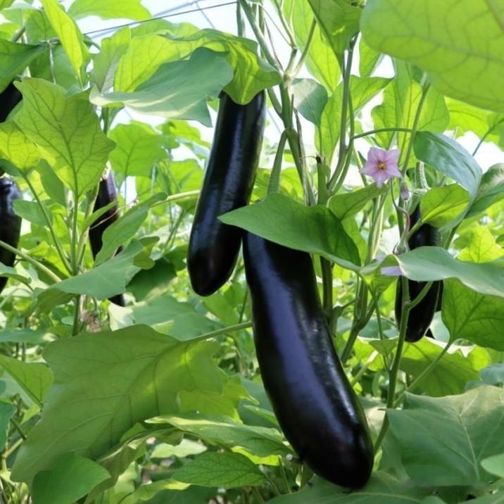 茄子开花别乱管！牢记5个技巧，坐果稳、采收久种茄子的农友们，花期