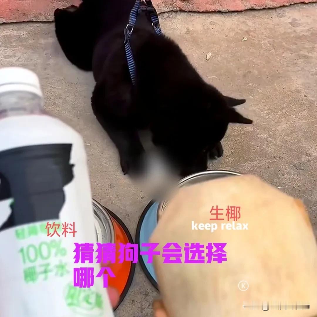 小伙家里养了只五黑犬，五黑犬也是中华田园犬的一种。虽然中华田园犬不会挑食，剩饭剩