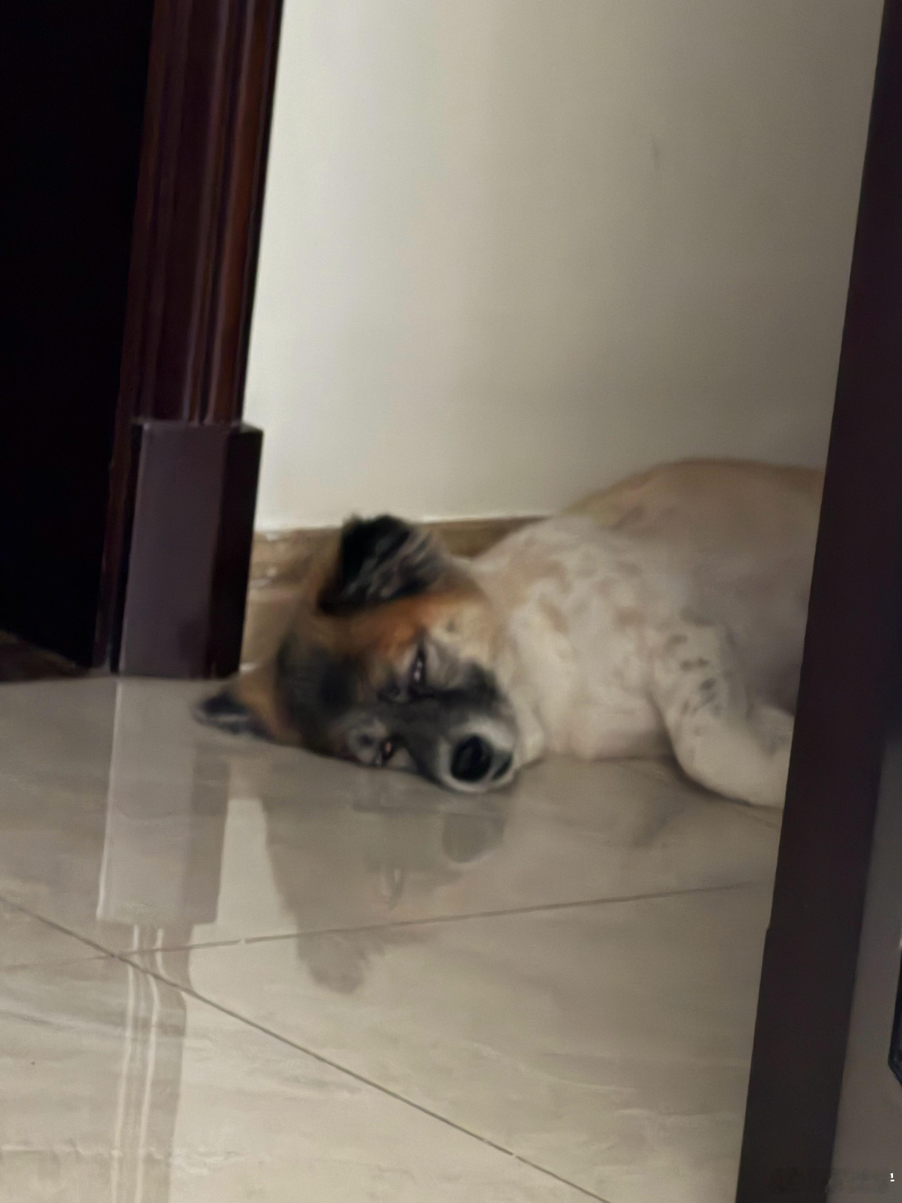 除了吃就是睡流浪狗土狗小狗中华田园犬