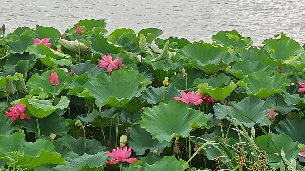 夏雨骤停，世界仿佛被按下了暂停键。此时，那池中的菡萏，也就是荷花，宛如刚出浴的美