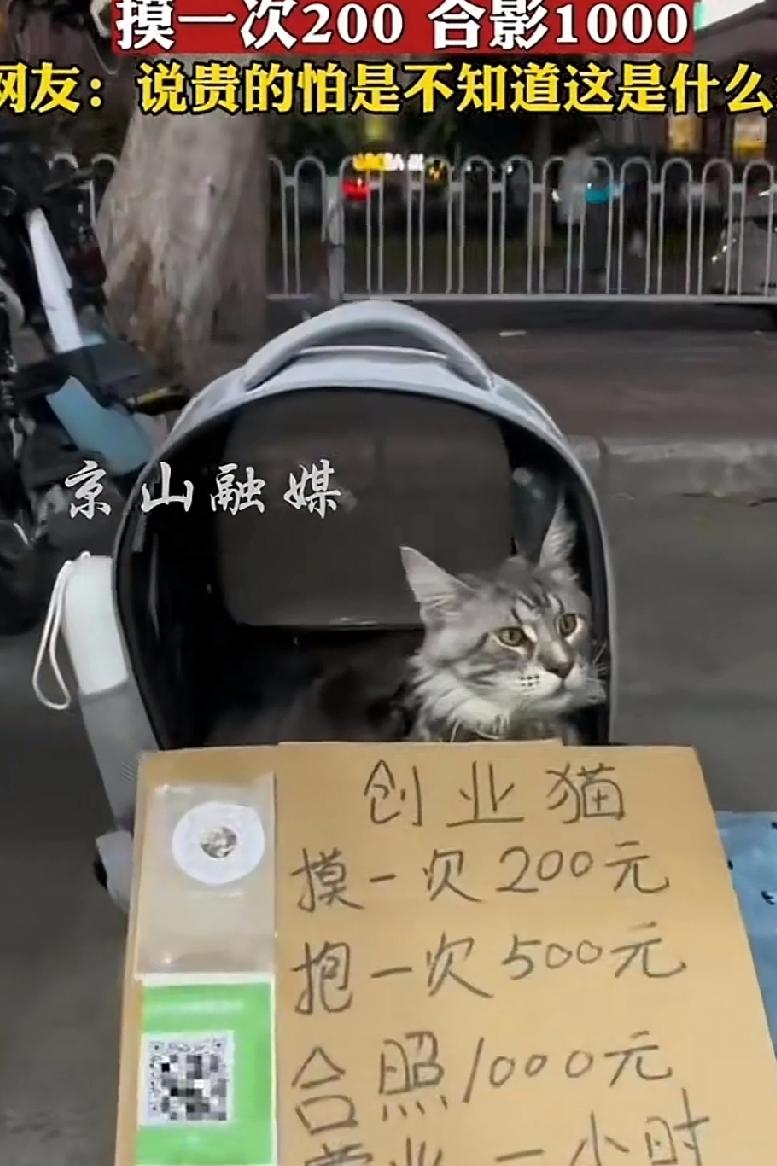 轻松赚钱的职业来了！奇思妙想的办法还真赚到钱，主人养了一只猫觉得