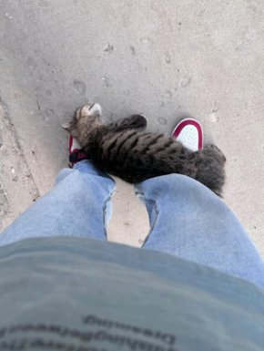 猫：你的心像石头​​​