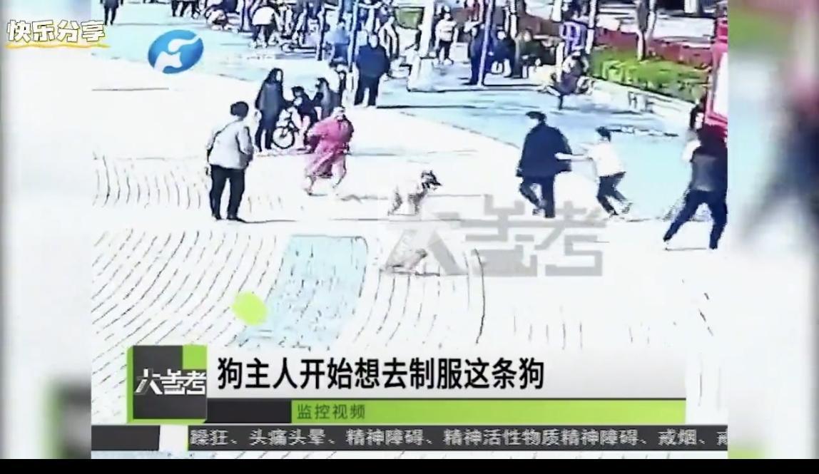 郑州大狗伤人事件：别让犬患成为公共安全之痛郑州广场发生大狗连续咬伤四