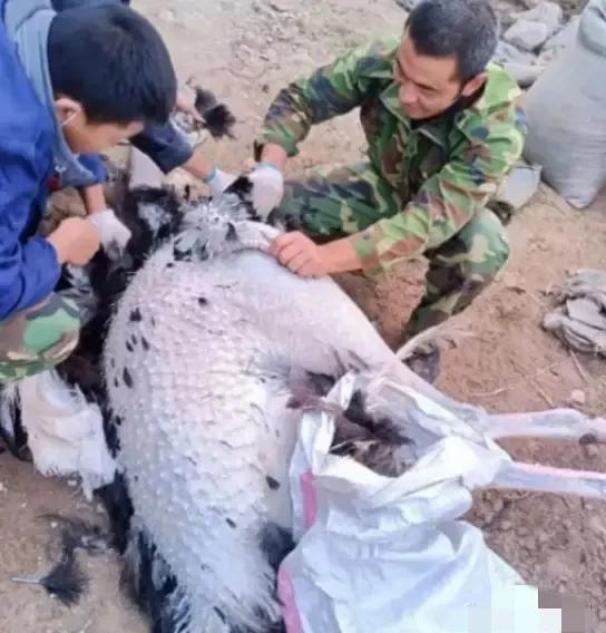 90年代专家预言鸵鸟成“未来肉食主力”，为何现在菜市场难见踪影？上世纪末，