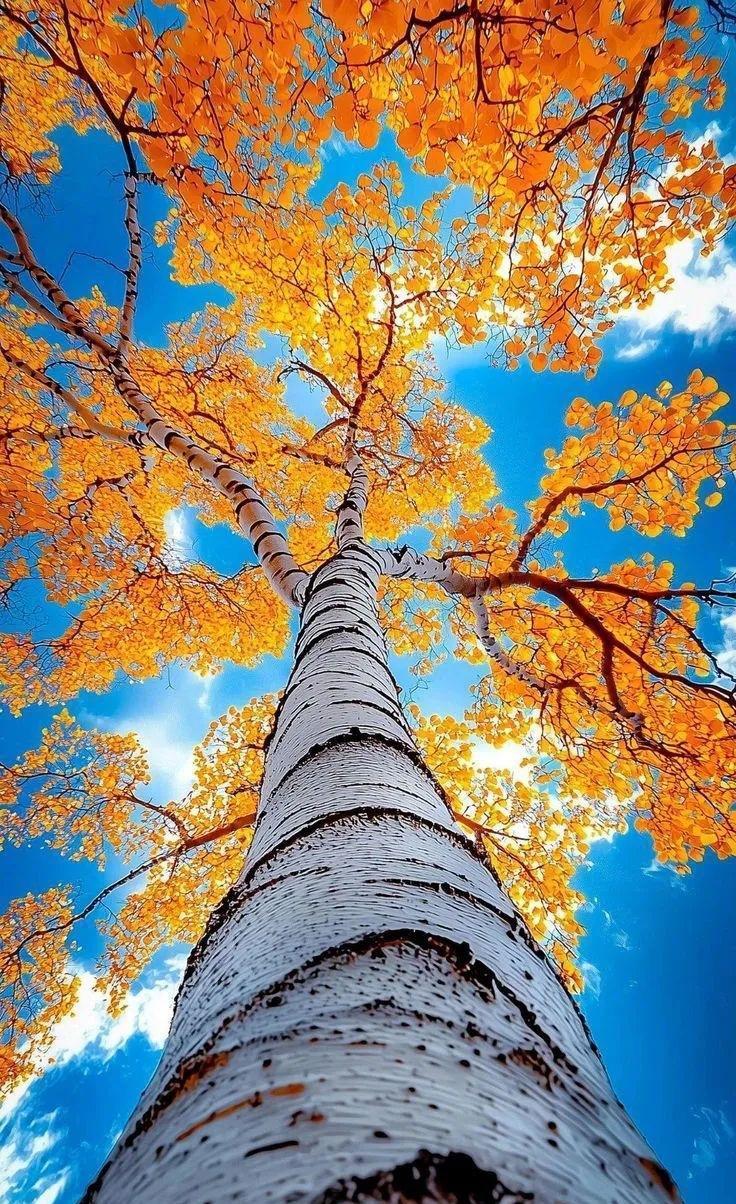 2025年12月17日，星期三，农历十月廿八，干支为乙巳年戊子月庚申日。天干庚金