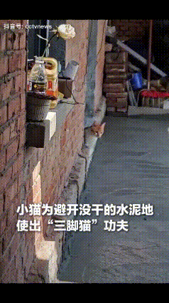 山东，一女子发现家里刚抹的水泥地有小猫的脚印，可让她不解的是，水泥上只有零星一只