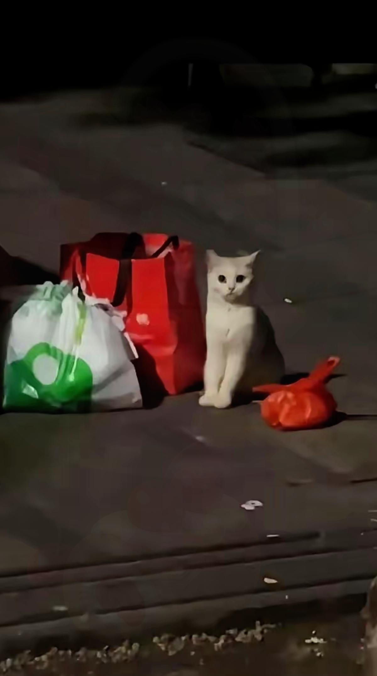 真的，凌晨在垃圾桶旁撞见那一幕，我瞬间懂了什么叫杀人诛心。