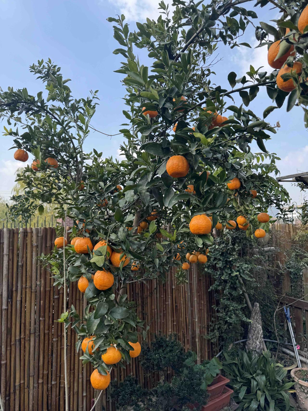 一张照片分享秋色秋深果熟，枝头桔黄，颗颗饱满鲜亮，果香沁脾，一口酸甜，便是整个秋