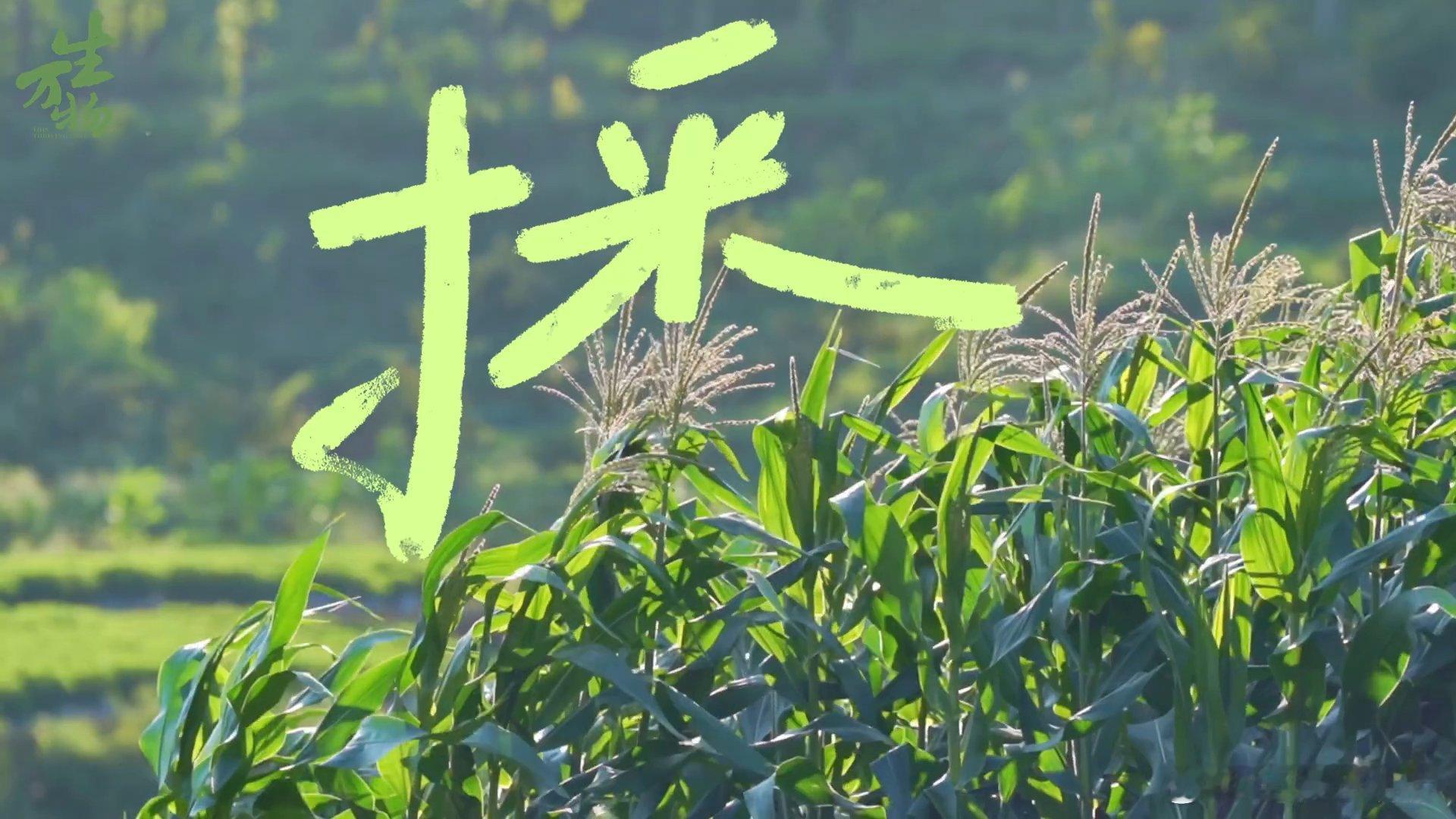 杨幂工作室去哪里进修了被杨幂工作室的物料惊艳到了。首富千金落难记、对抗路父女的视